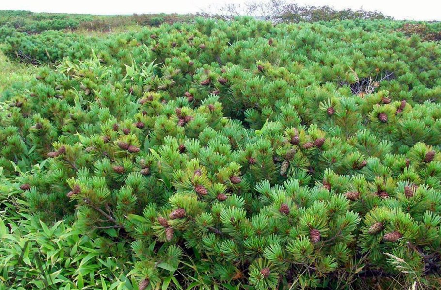 Пихта Абиес Кореана