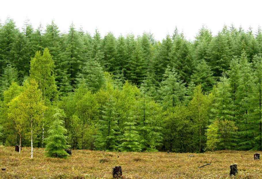 Лиственничный лес Таймыр