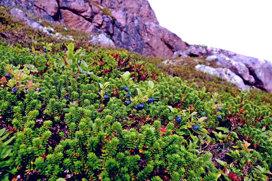 Усть-Кут природа