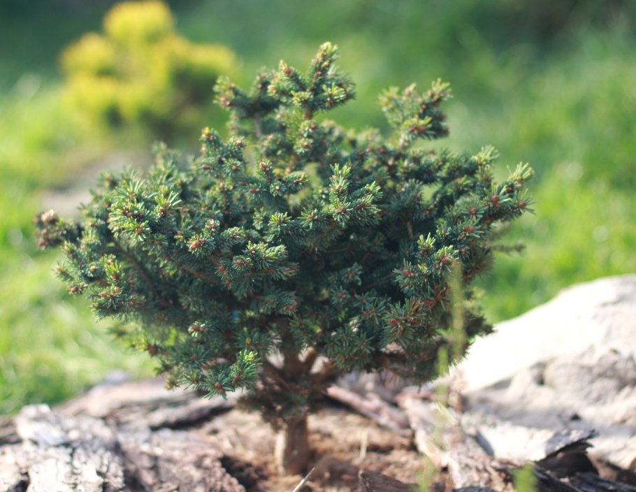 Picea glauca Dent
