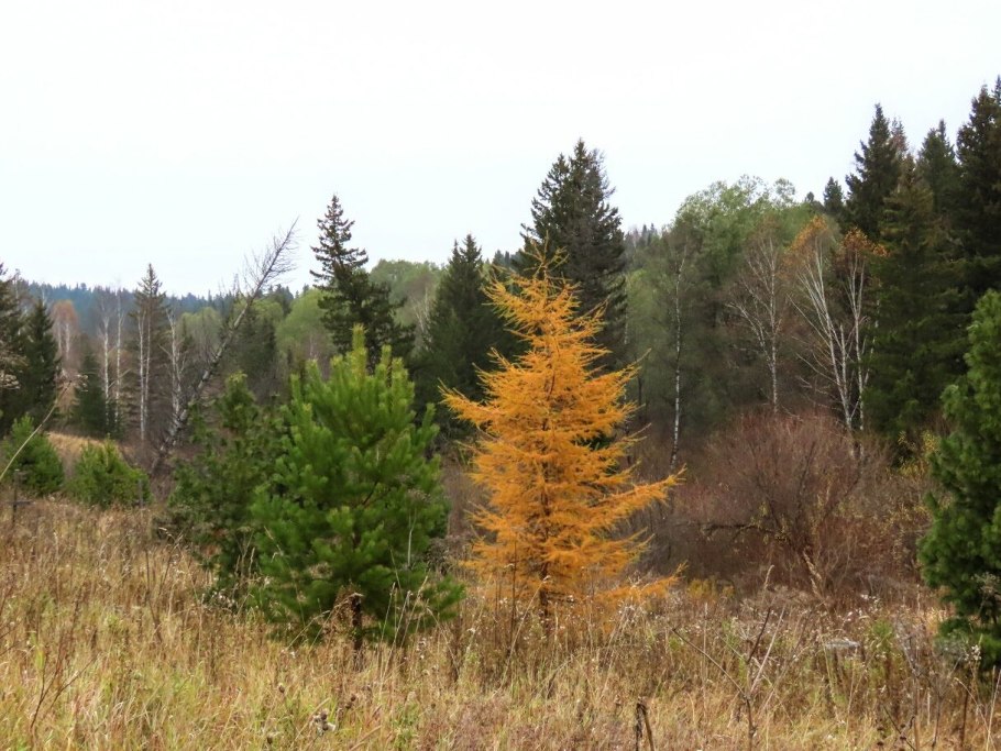 Сосна Кедровый стланик