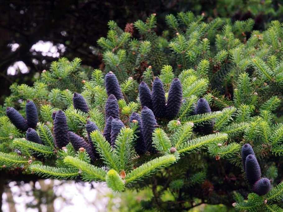 Можжевельник обыкновенный (Juniperus communis)