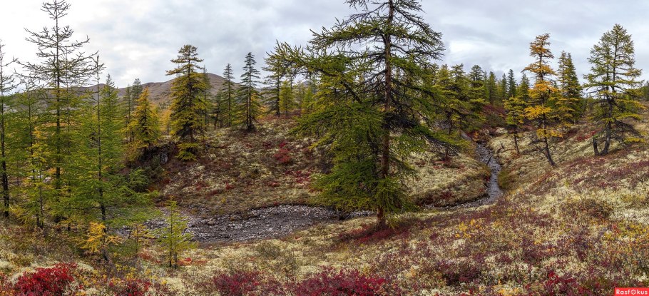Лиственница Сибирская в лесотундре