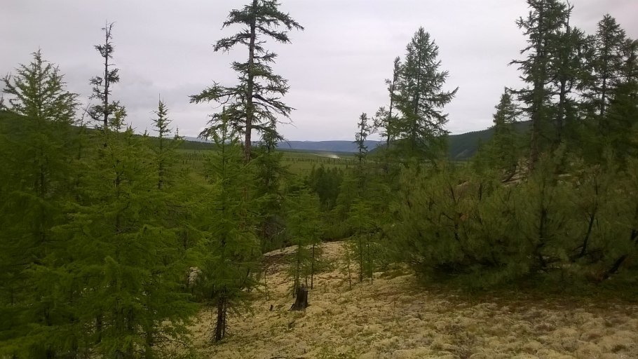 Малые деревья тайги