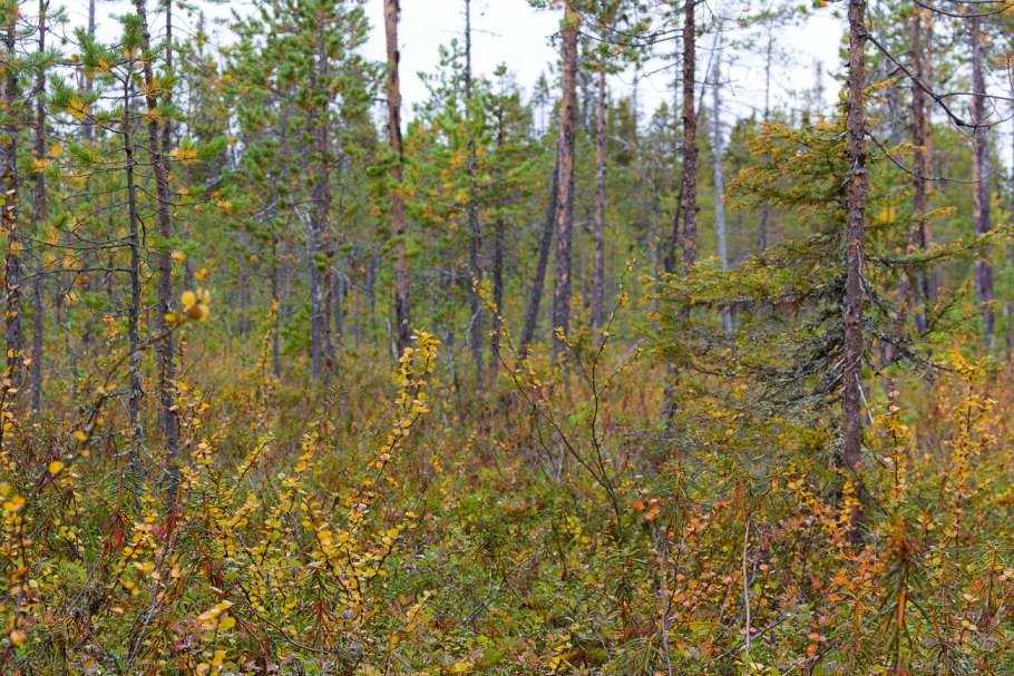 Лиственница Якутии