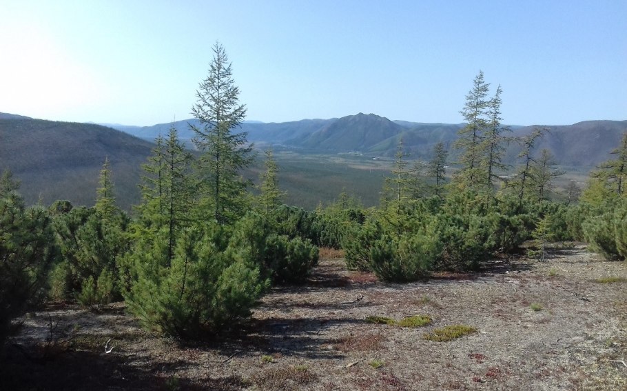 Лиственница Чукотка