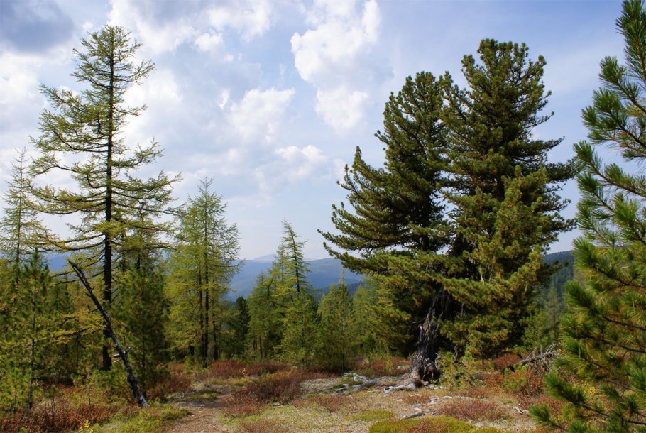 Восточносибирская Тайга лиственница
