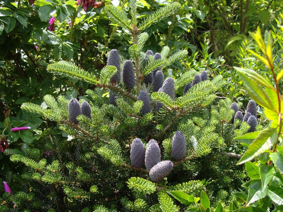 Голубика Мурманская область