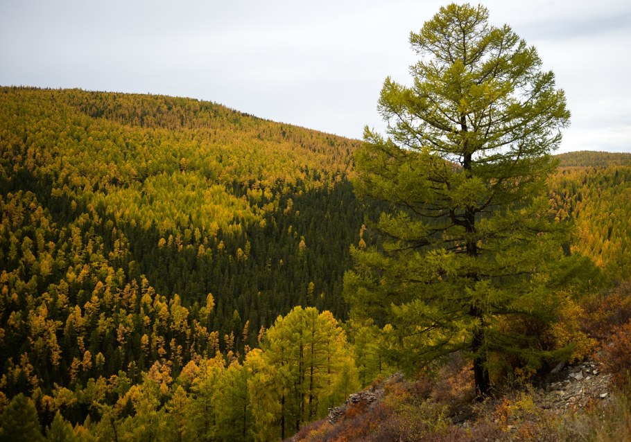 Растения тайги брусника