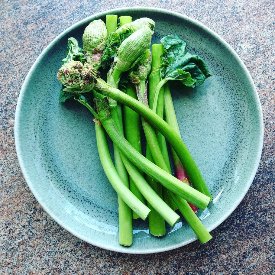 Ферула растение