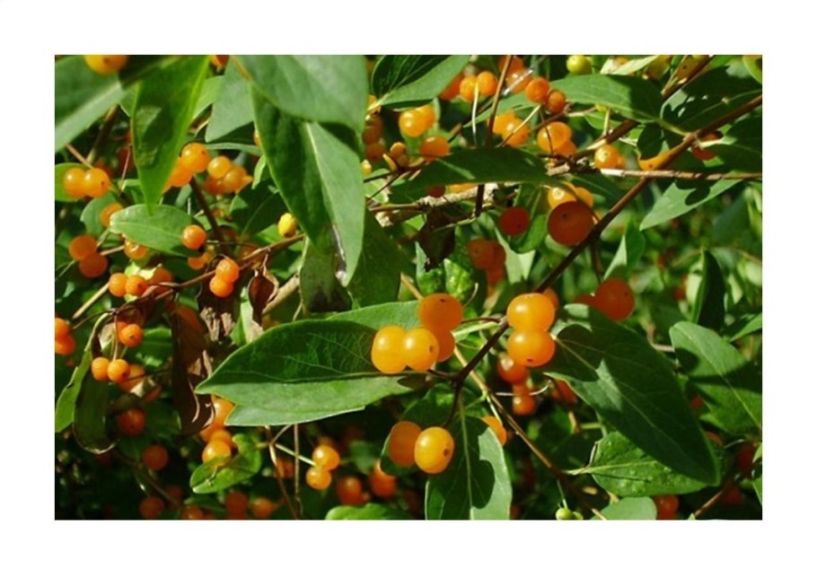 Хризантема овощная Кикубари Семко