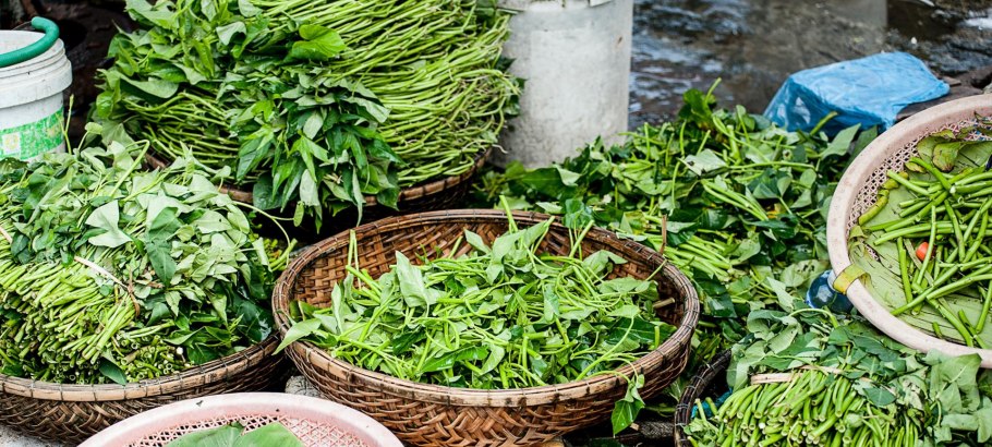 Лох узколистный Ангустифолия