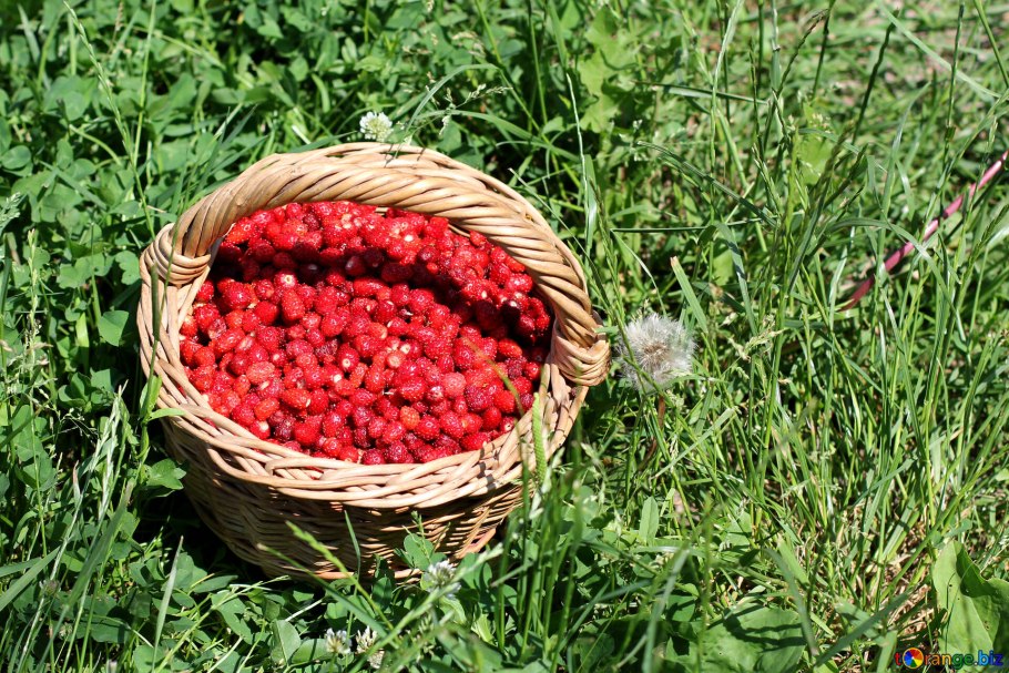 Малина куст