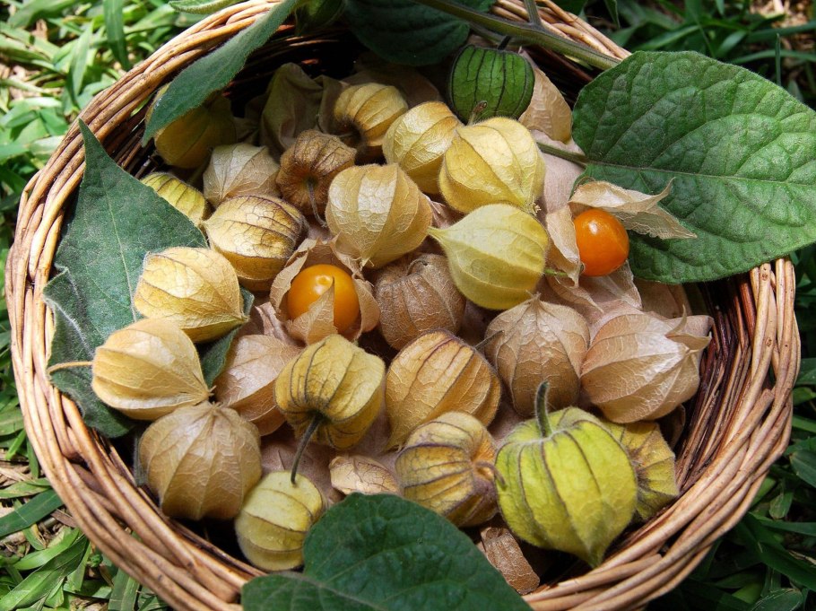 Спаржа (Asparagus officinalis).