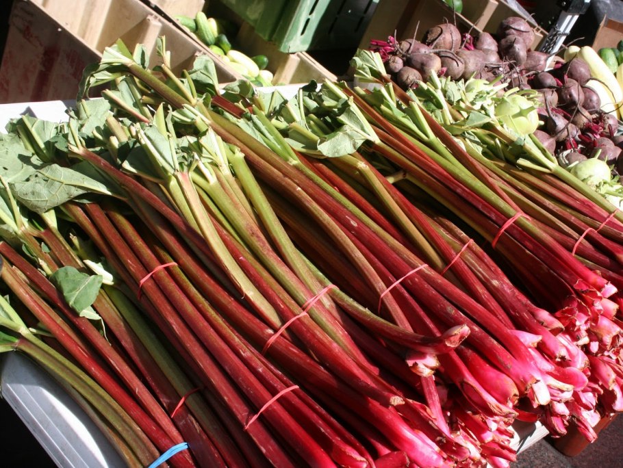 Кислица ревень