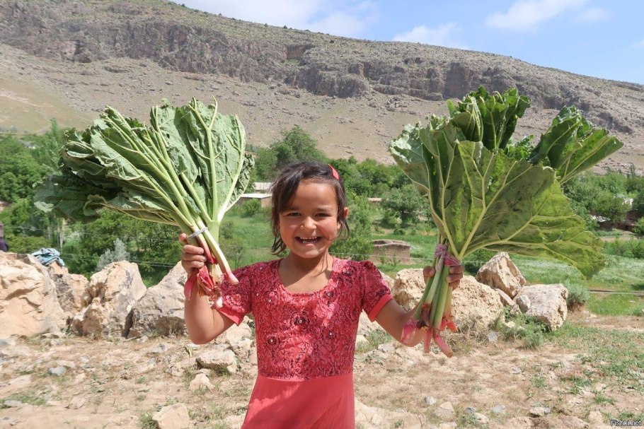 Кисличка в Узбекистане