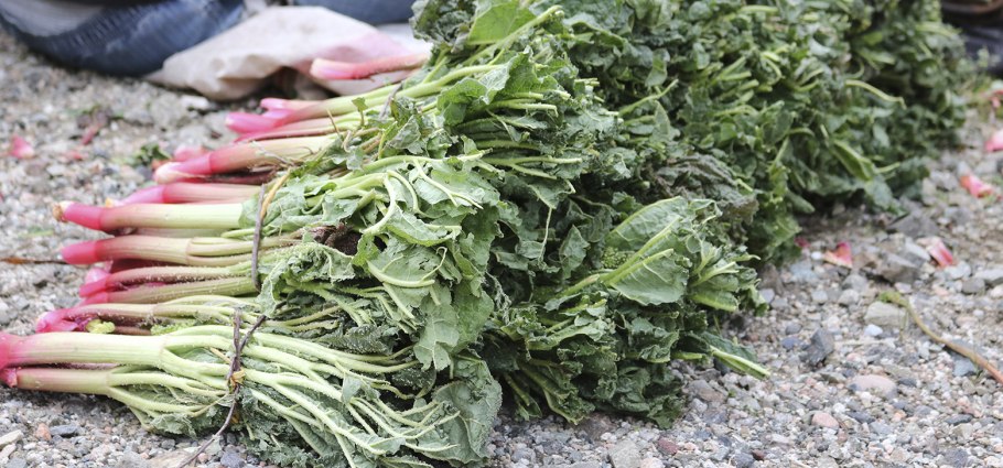 Ревень кислячка