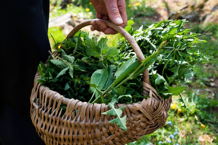 Полезная зелень