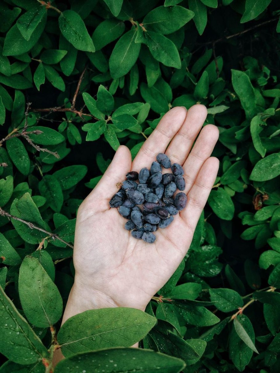 Сорт Виктория ревень