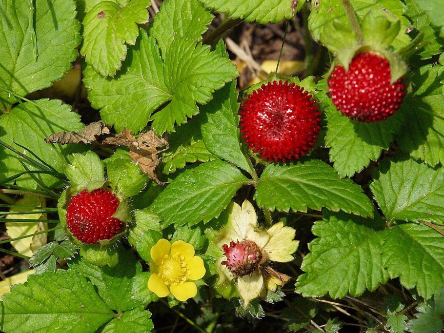 Сныть обыкновенная (Aegopodium podagraria l.)