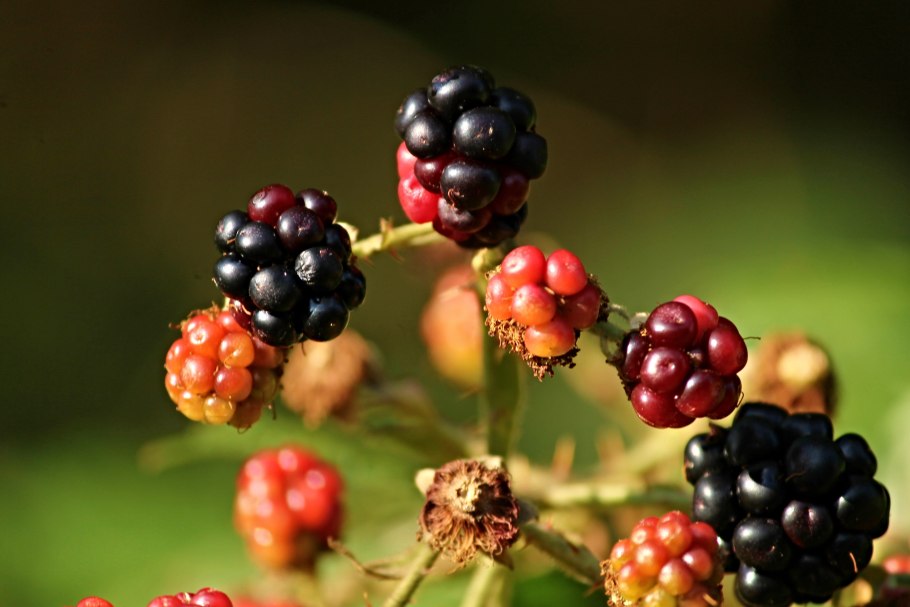 Морошка Rubus chamaemorus
