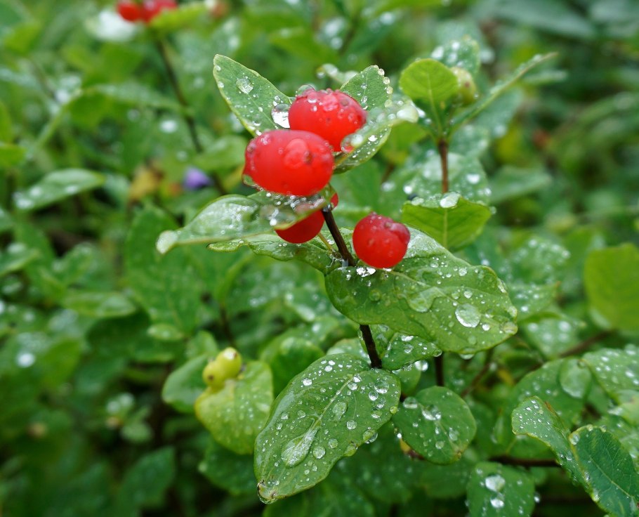 Куманика ягода