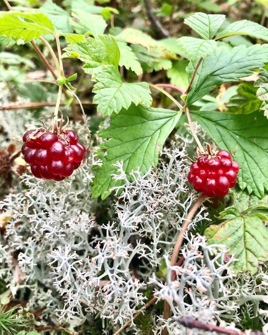 Костяника и Морошка