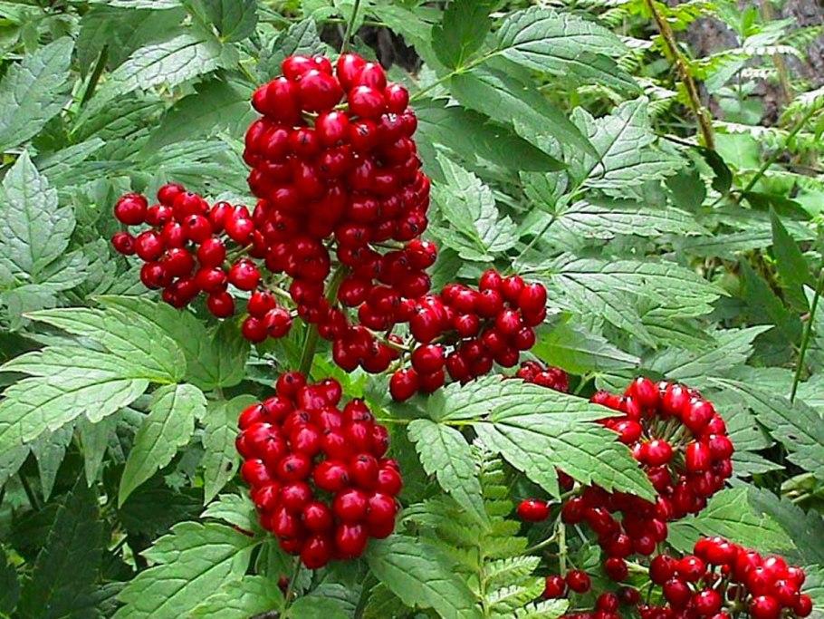 Лечебные растения