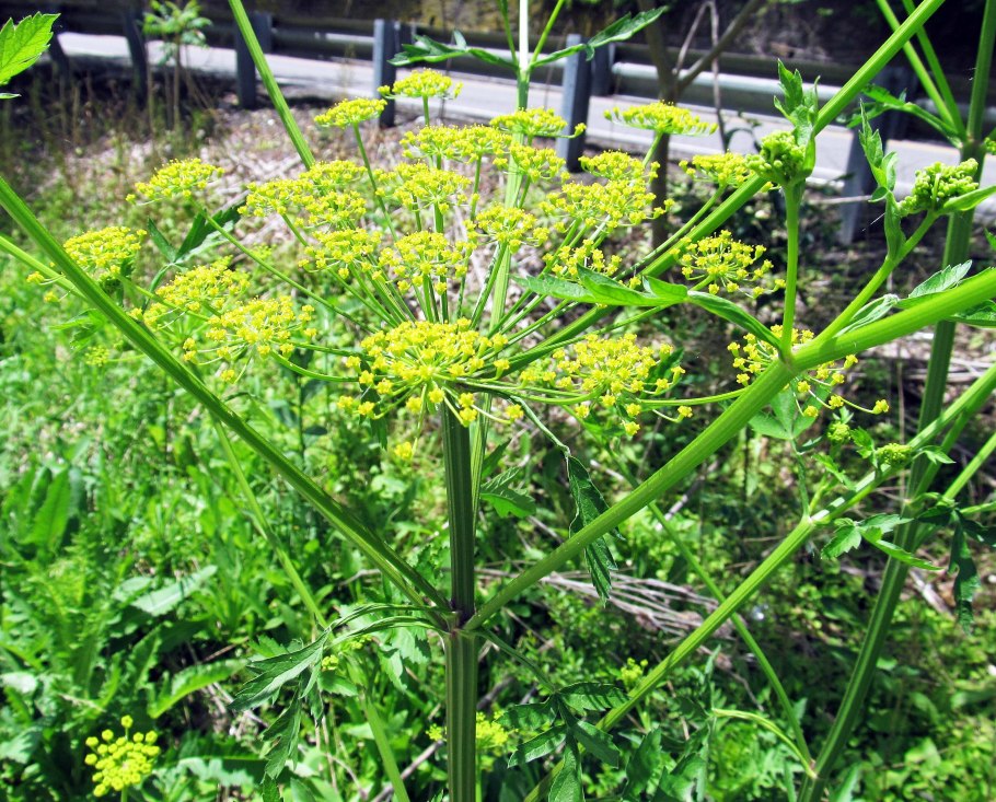 Костяника ягода