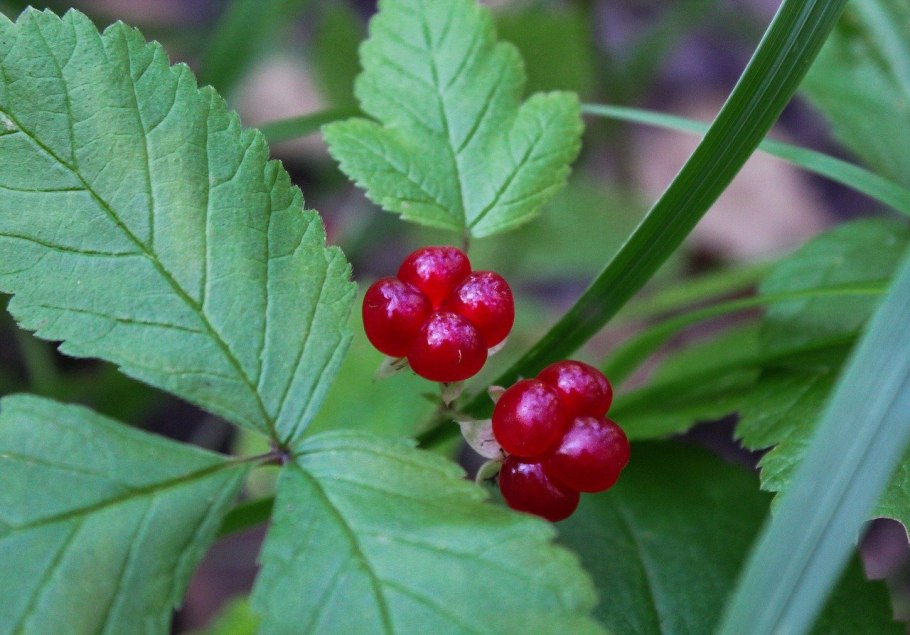 Rubus saxatilis костяника