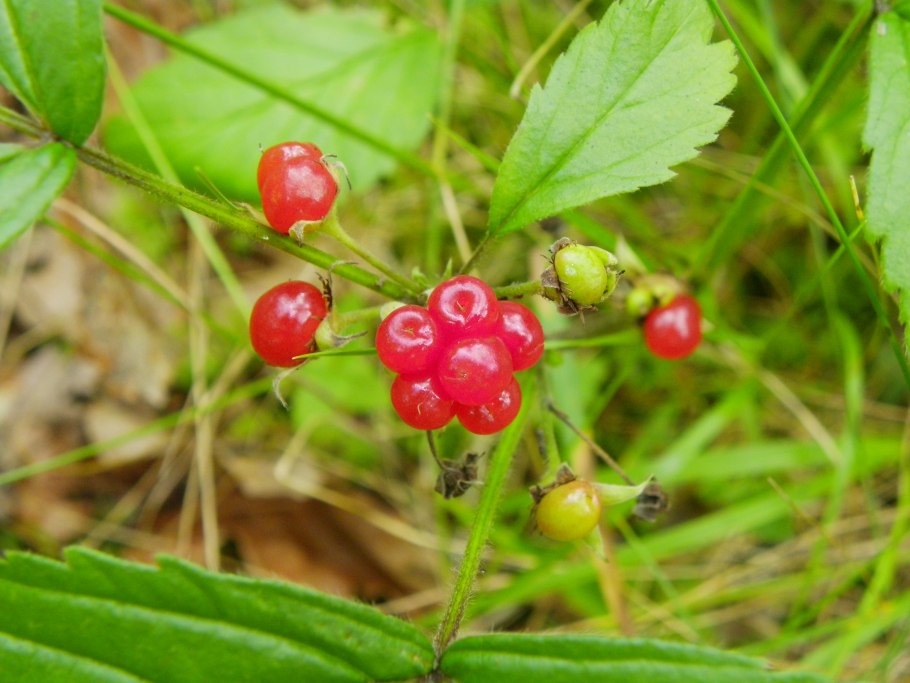 . Воронец красноплодный. Actaea erythrocarpa