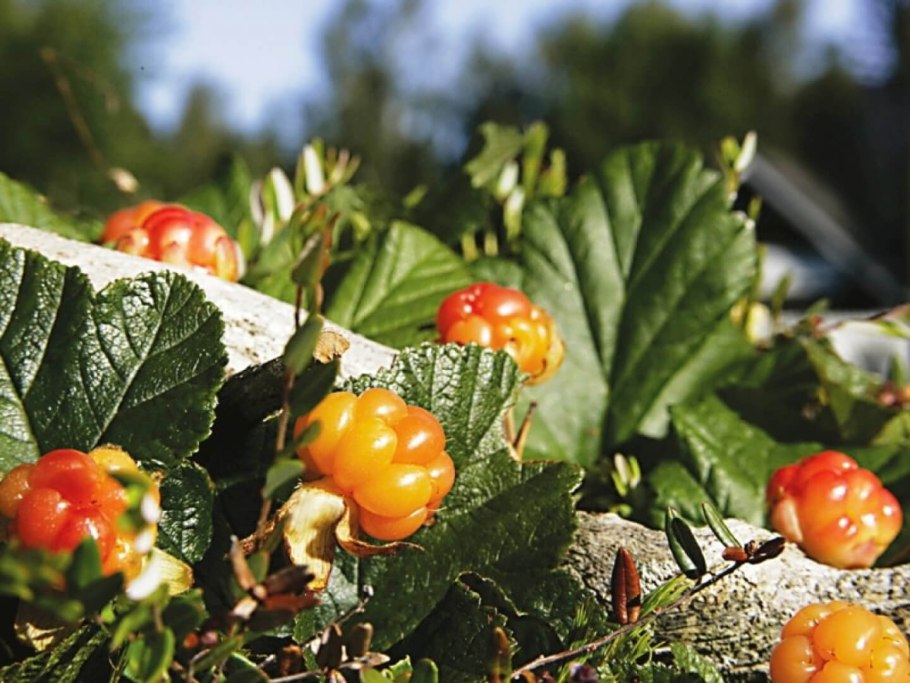 Лекарственные растения и их названия