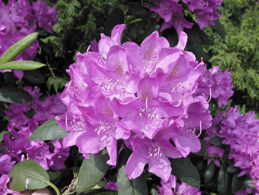 Рододендрон морозостойкие сорта для Подмосковья купить