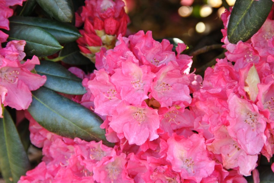 Рододендрон якушиманский 'Dopey')