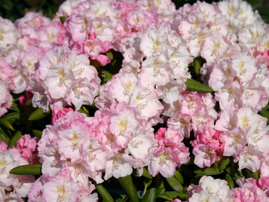 Рододендрон якушиманский Аннушка