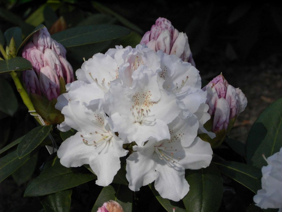 Азалия рододендрон