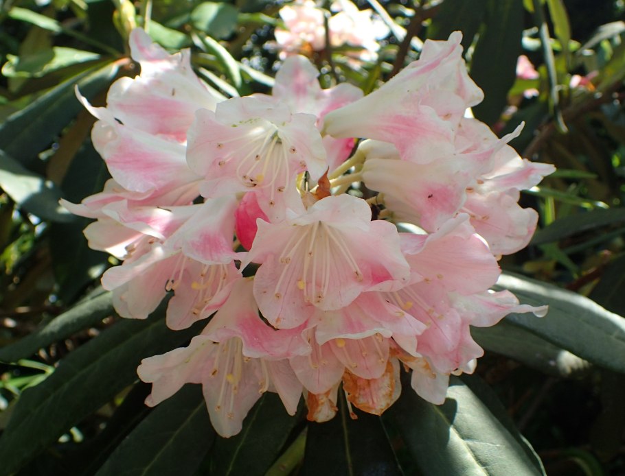 Рододендрон Капистрано