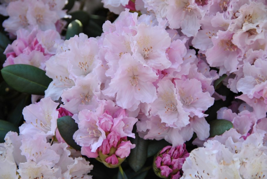 Рододендрон Хоппи