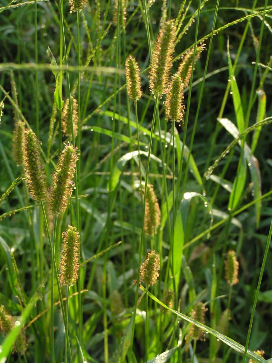 Crabgrass сорняк