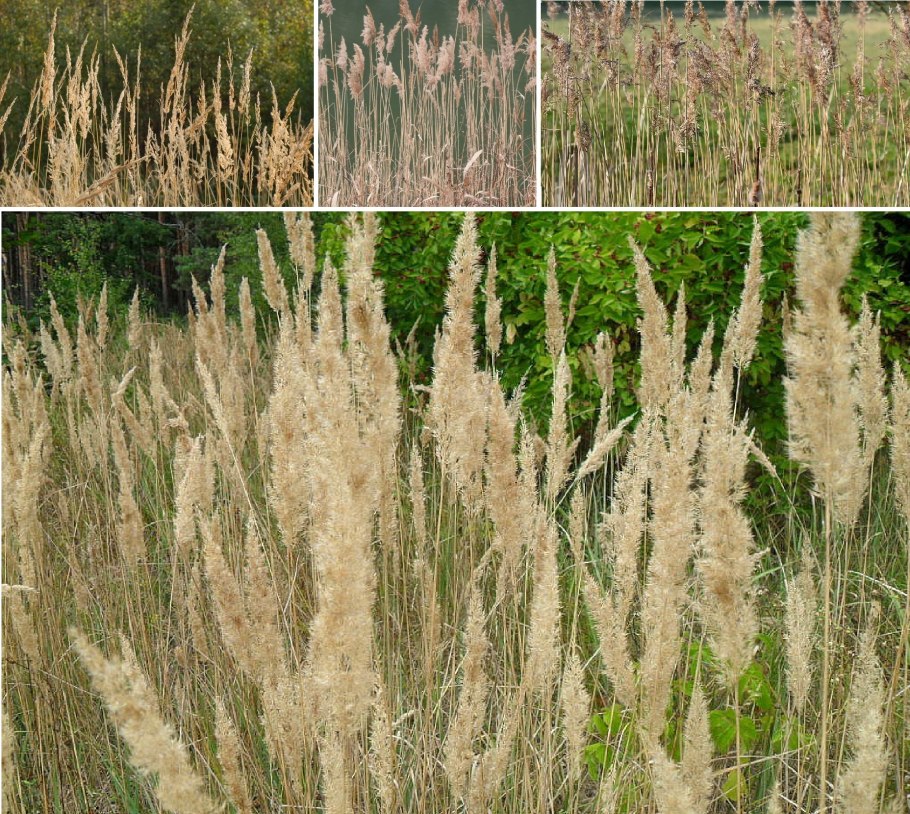 Ячмень гривастый Hordeum jubatum сорт