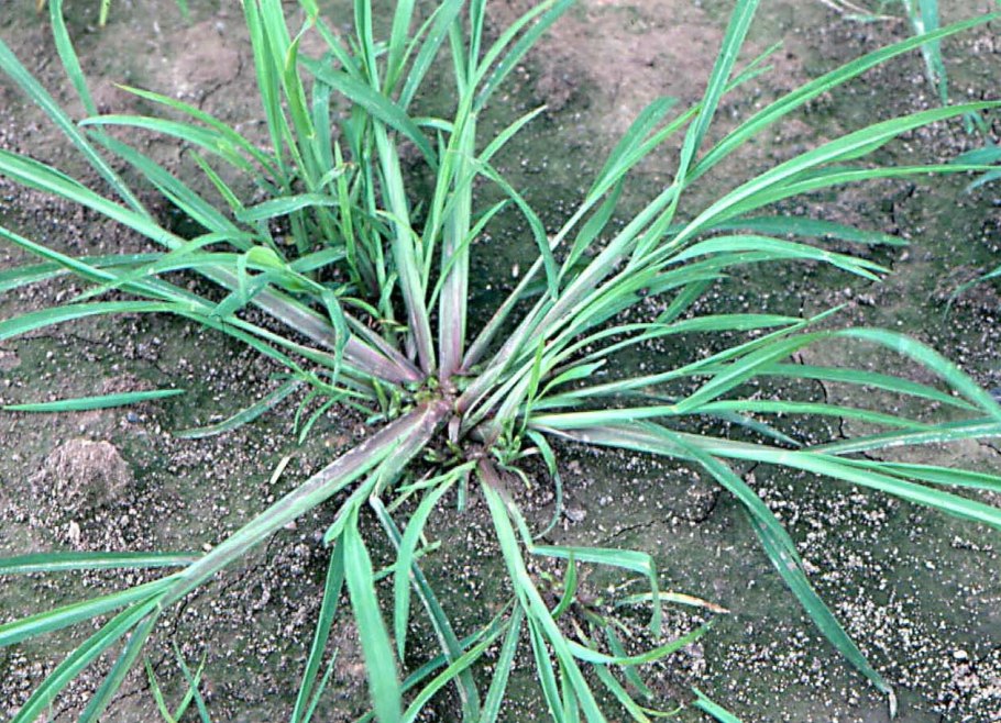 Осока Лисья Carex Vulpína l.