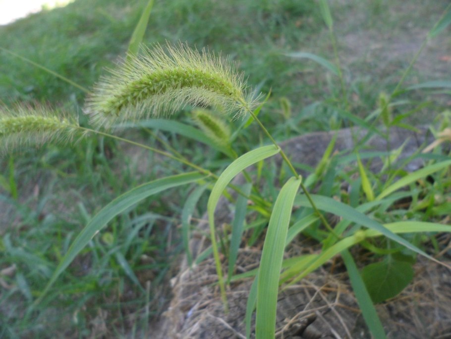 Setaria viridis