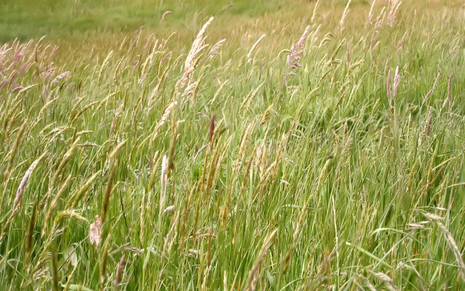 Ежовник обыкновенный (Echinochloa crusgalli)