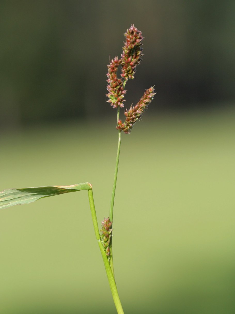 Растение Бородач Andropogon