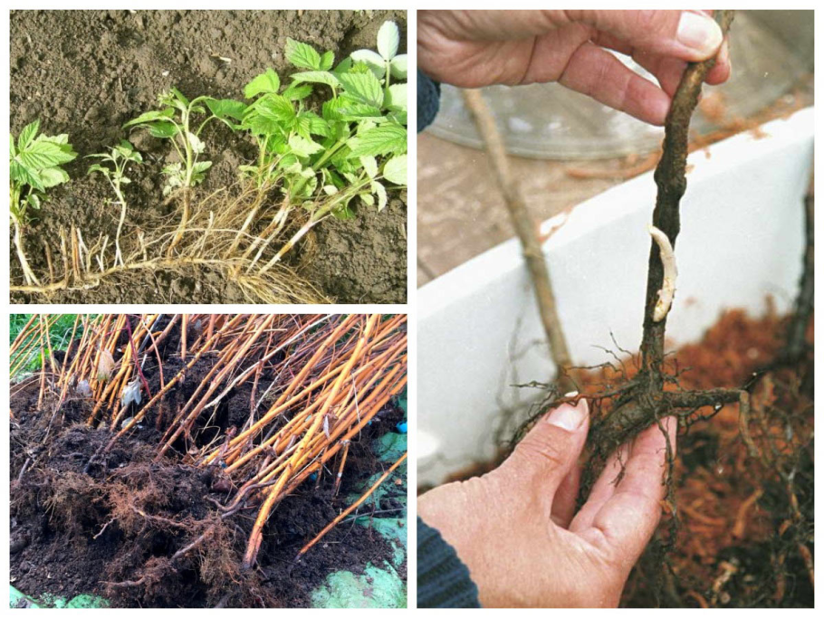 Малина размножается черенками