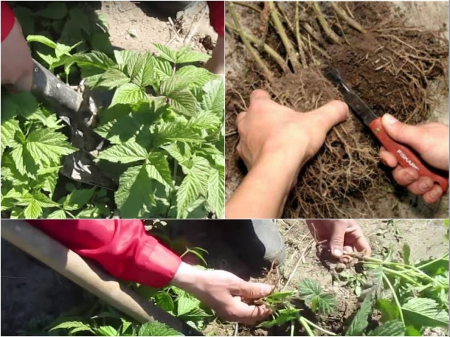 Корневые черенки ежевики