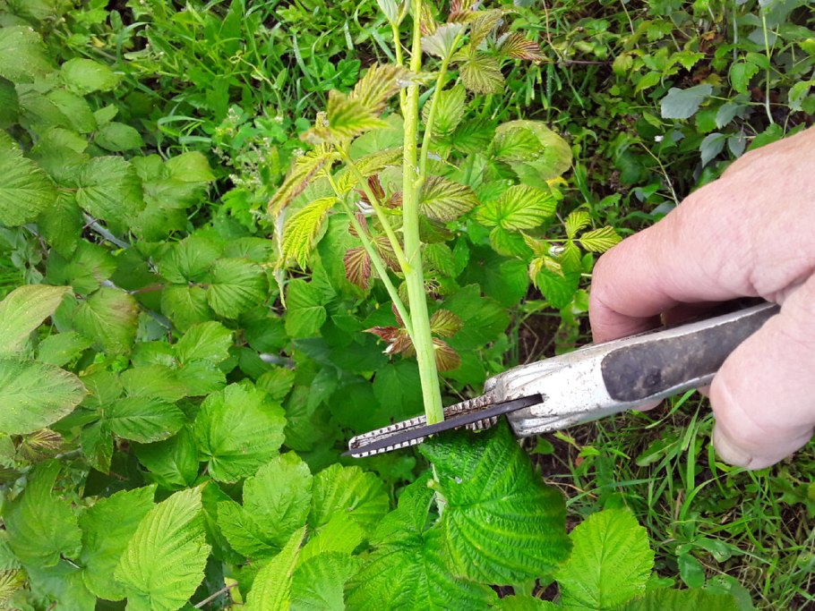 Черенкование смородины