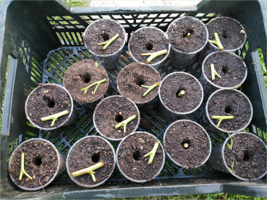 Укоренить ежевику черенками