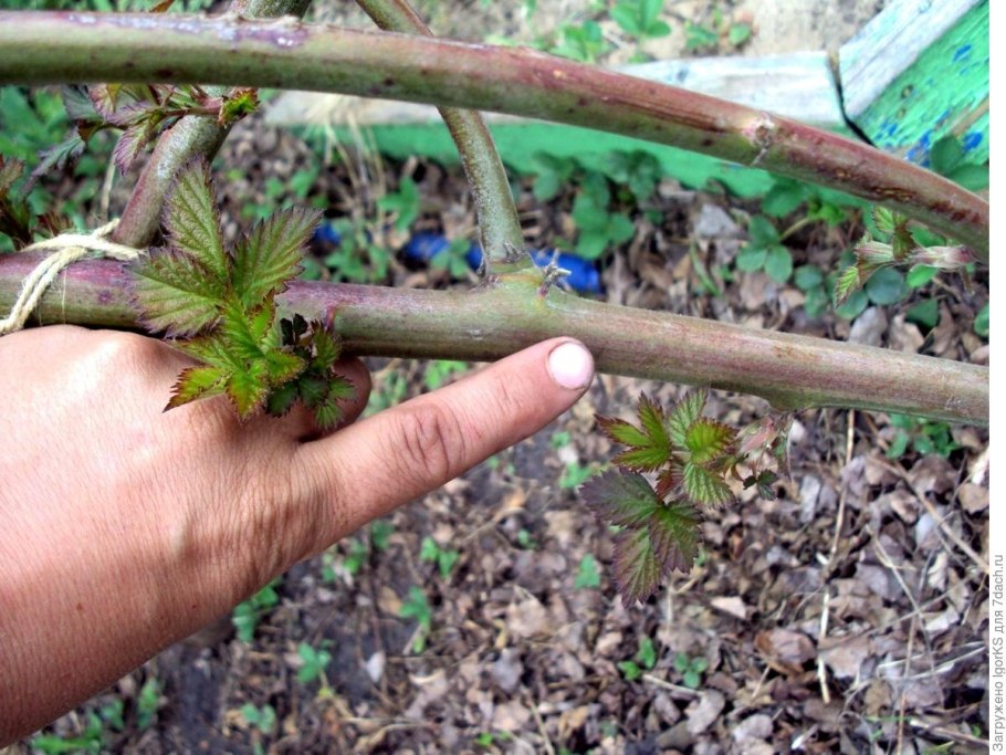 Клематис размножение отводками