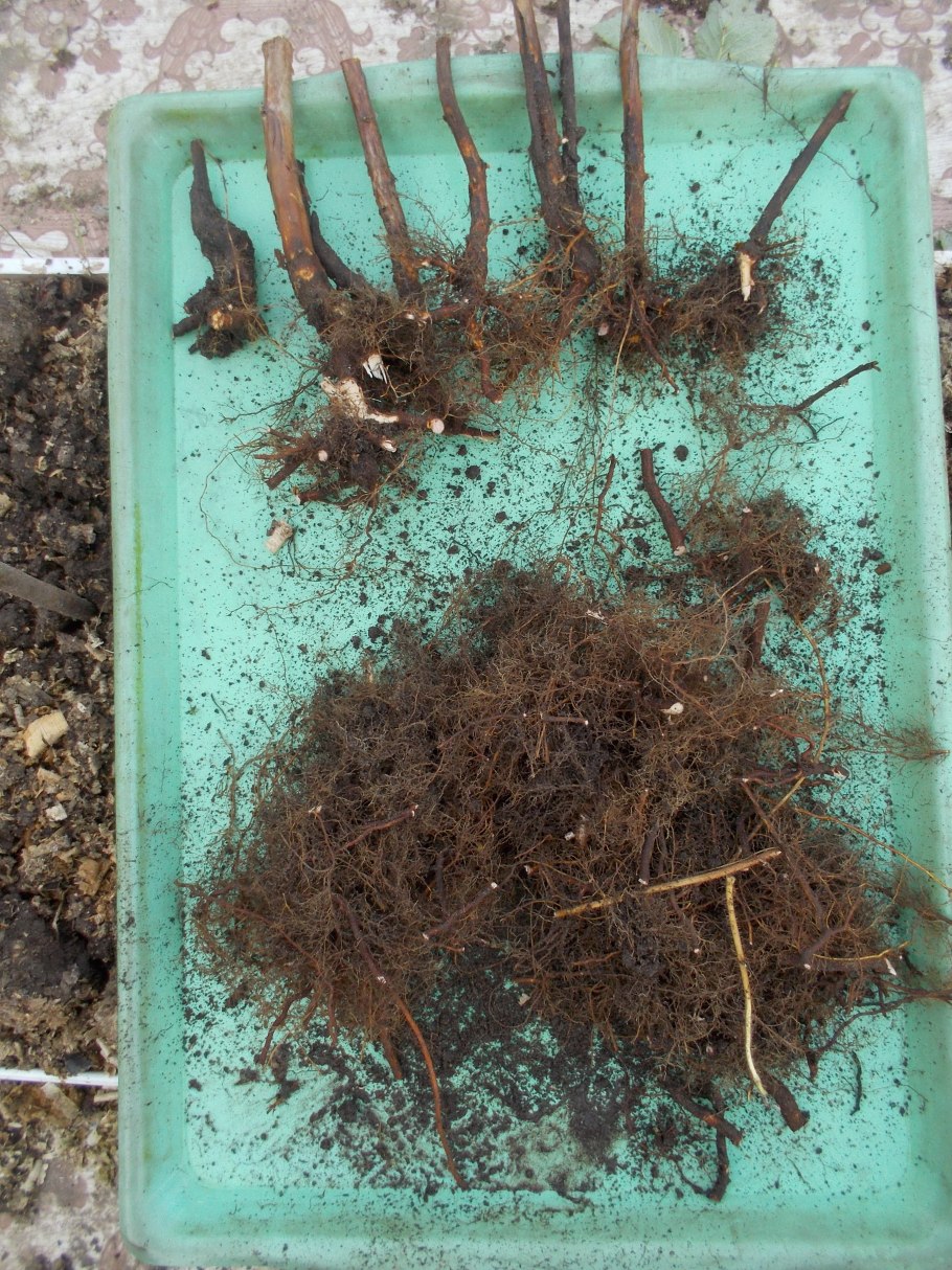 Росток крыжовника